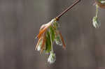 American beech